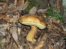 Contrada_Ilice - Boletus_subappendiculatus_ 064.jpg